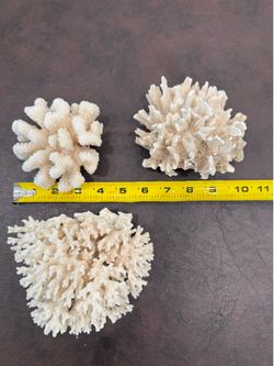 Sea Shells and More