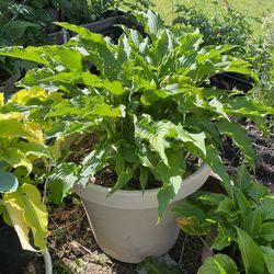 Huge “Permanent Wave” Hosta