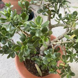 Large Jade Plant
