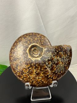 Rare Extinct Ammonite Fossil