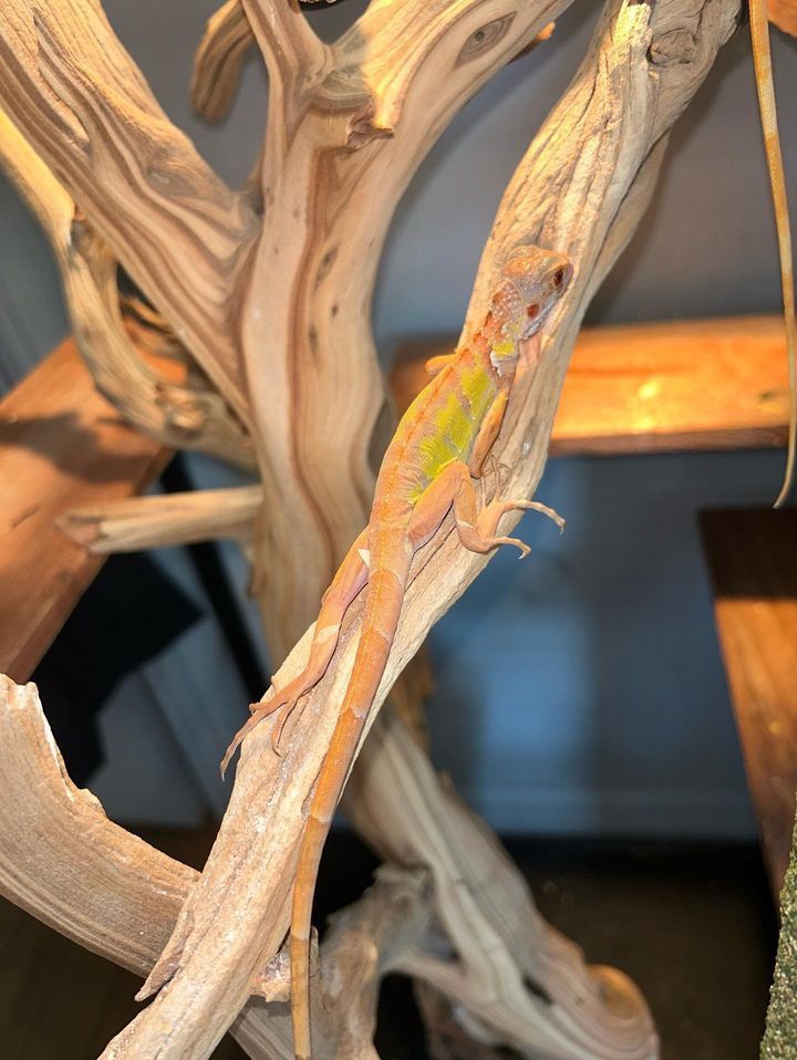 Crimson Albino Iguana Baby