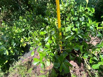 Calusia Plants 7 gallon and 3 gallon