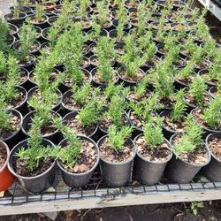 rosemary 1gallon plant 