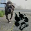 Benji