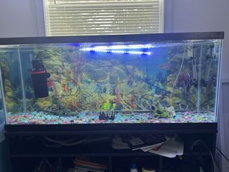 55 Gallon Fish Tank