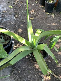 Aloe Vera plant