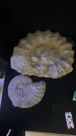 Huge Vintage Texas Ammonite Fossils (2-Piece Set) - Cretaceous Era