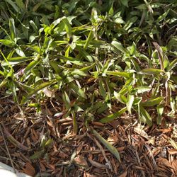 Free  Ground Coverage &  Landscaping Plants 