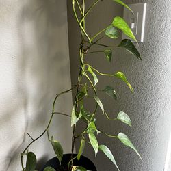 Pothus plant