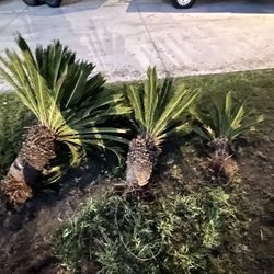 Set of 3 Sago palms (S/M/L)