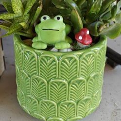 Beautiful Succulents/Plants Arrangements In Nice Pots 