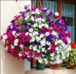 Beautiful Hanging baskets