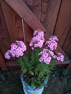 Phlox  and Violet  Perennial Plants in one pot