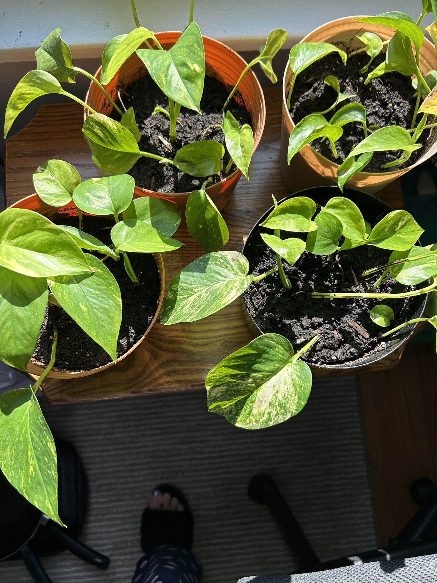Pothos Plants Everywhere