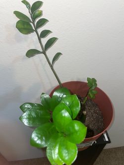 Rescued ZZ Plant(s)