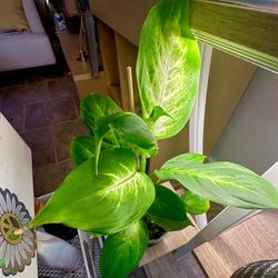 Dieffenbachia, Dumb Can