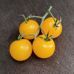 Organic Gold Rush Currant Tomato Seeds! 2025 SEASON EARLY RELEASE! Available Now! 