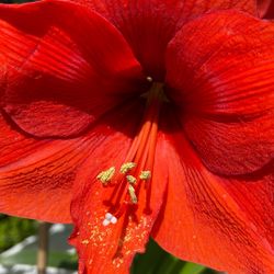 Red Amaryllis