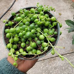 String of pearls [ Kissimmee fl.34741]