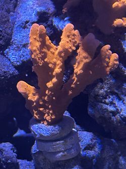 Decor Tyree Orange Setosa Montipora 2”