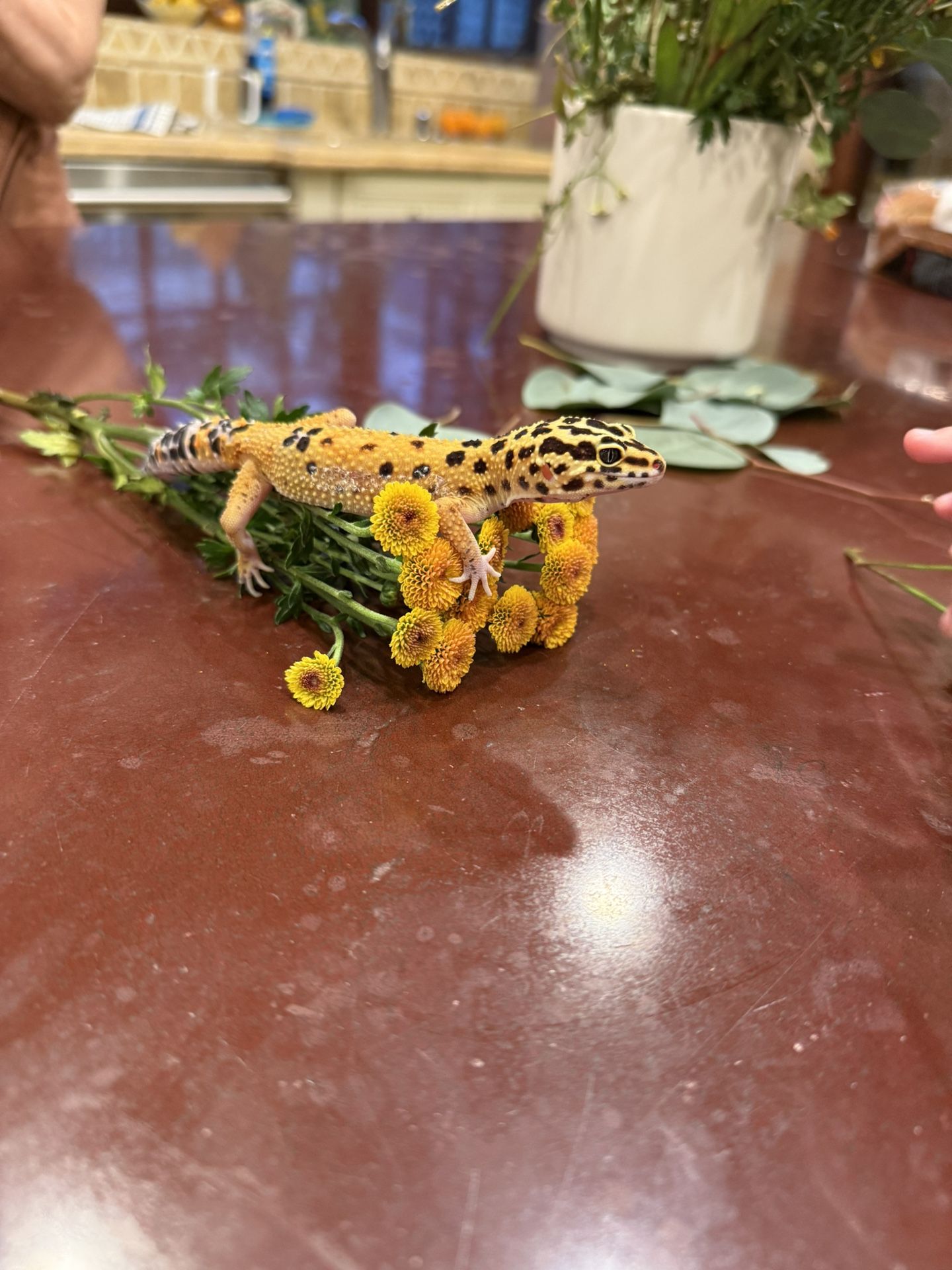 Clare V. Pink Leather Structured Handbag with Removable Handle