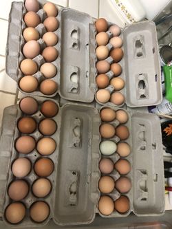 Pasture Raised Chicken Eggs Fresh Daily - Delivery!