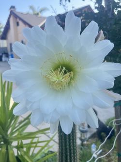 Echinopsis spachiana Cactus 🌵