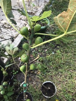 $10 fig trees