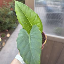 Elephant ear plant 🌱