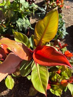 Plants (5”pot🌿Philodendron “Prince of Orange” $5 each)