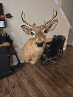 Deer head