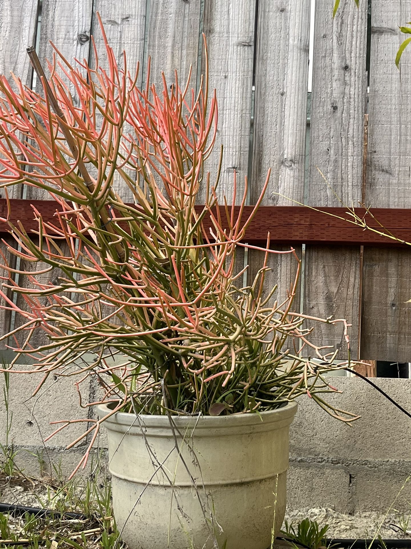 Cream ceramic pot- Plant Bonus