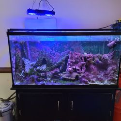 Fish Tank