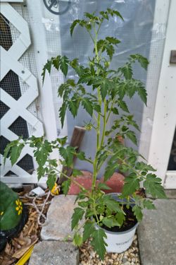 27 inch tall Tomato plant