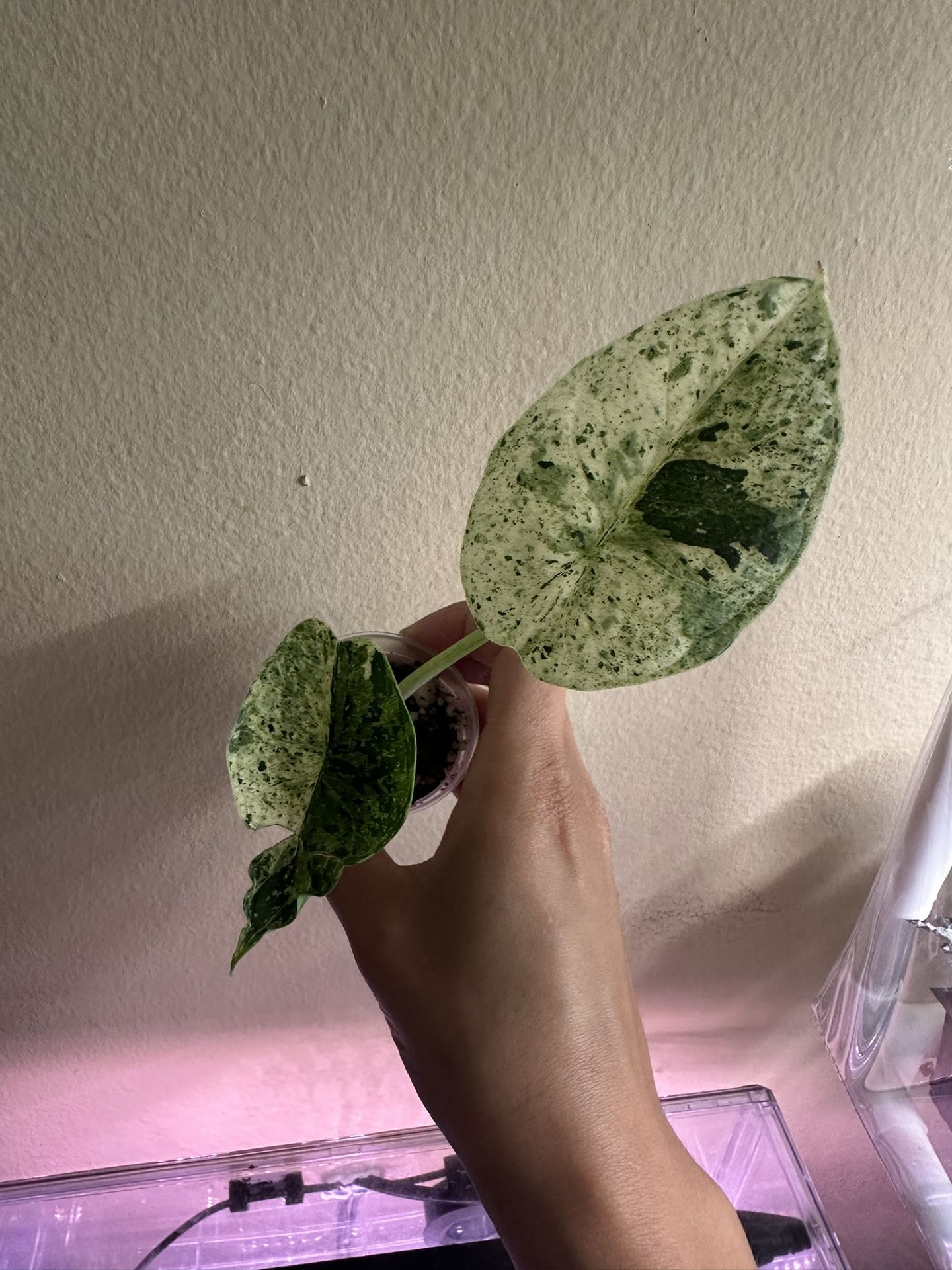 Alocasia Dragon Scale Mint