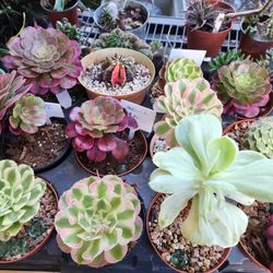 PLANT SALE ALL THIS WEEK IN SAN LORENZO  SUCCULENTS  !!