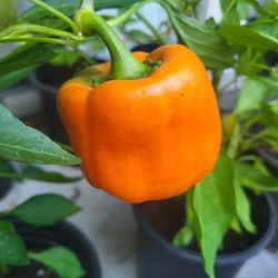 Organic Valencia Orange Bell Pepper Seeds! 2026 SEASON EARLY RELEASE!