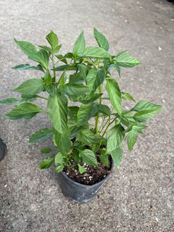 Chile Serrano plant