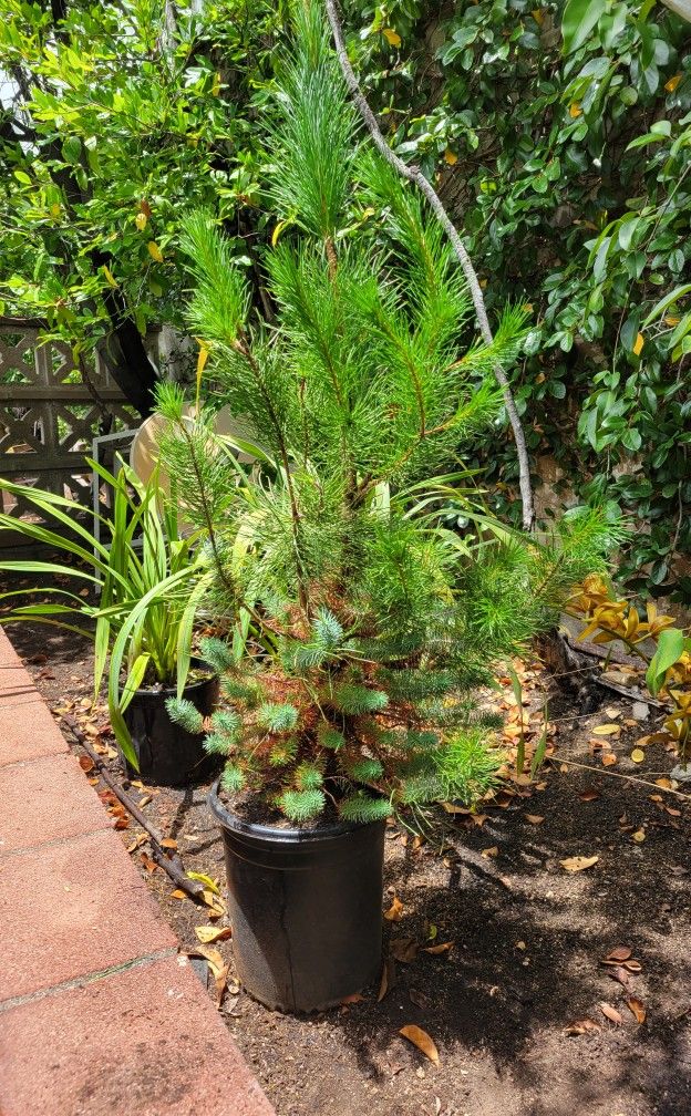 Italian Stone Pine Tree