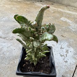 Rare Variegated Joseph’s Coat Cactus – 4” Pot – Stunning Color