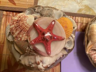 Sea Shells Of The World