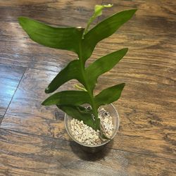 Shark Tooth Cactus Rooted Plant Cutting With New Growth 
