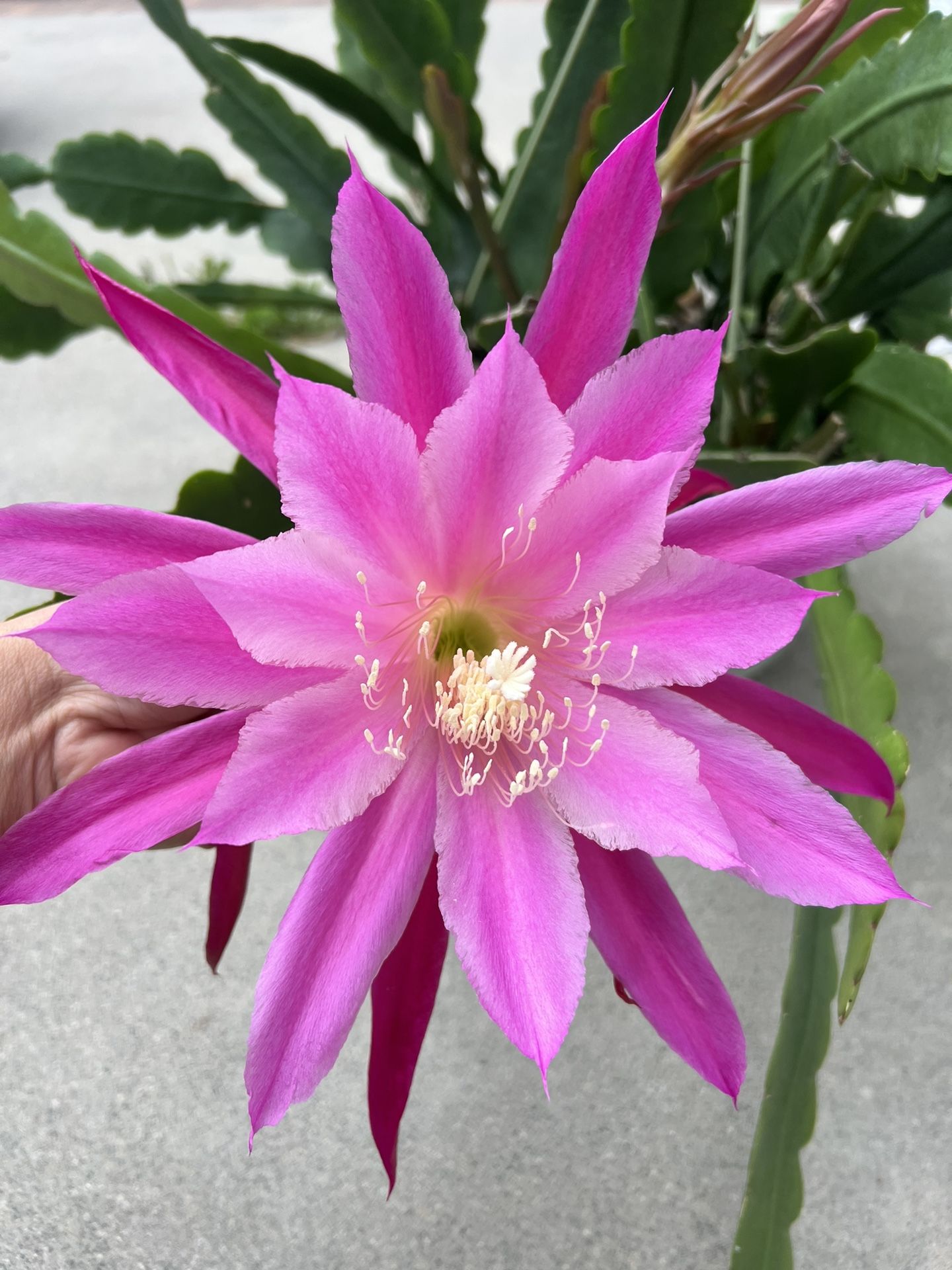 Color Wheel Epiphyllum Plant