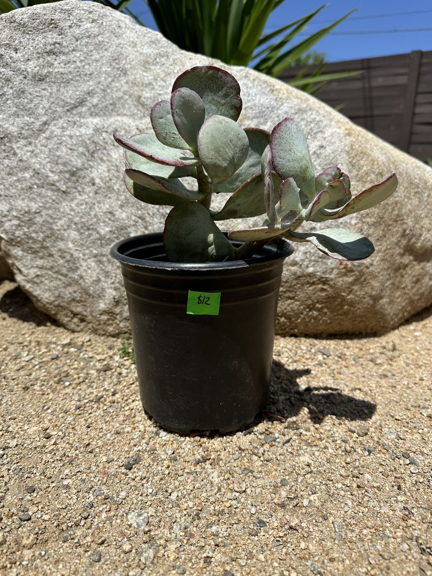 Silver jade Dollar Succulent (Mother’s Day gift)
