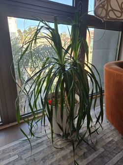 Palm tree "47 tall