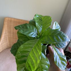 Coffee Plant