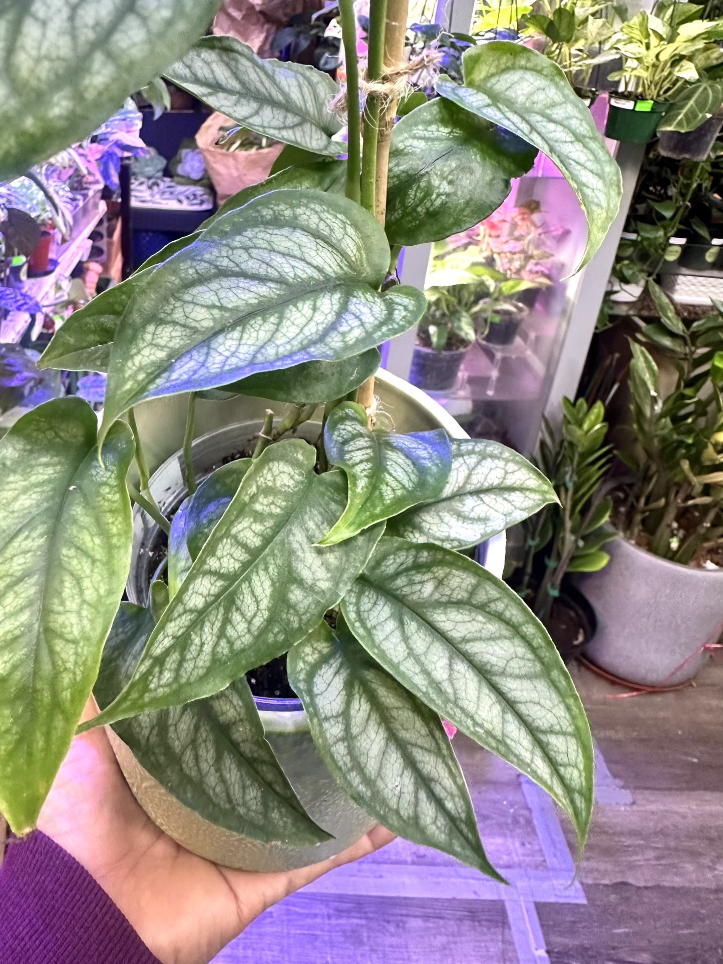 Monstera Siltipecana Plant, Very Healthy With Multiple Plants 