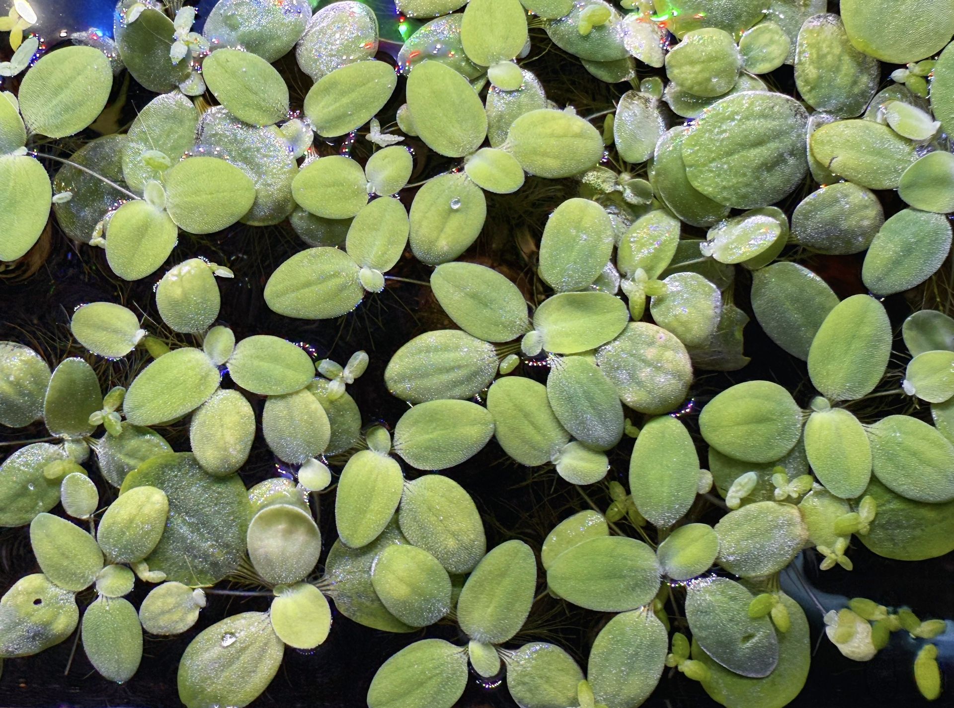 Dwarf Water Lettuce Floating Plant