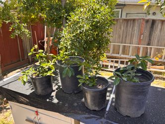 Strawberry guava plants