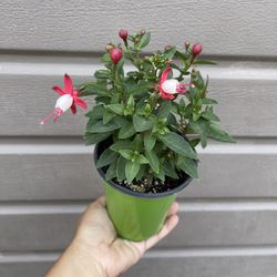 4” Blooming Fucshia Plant